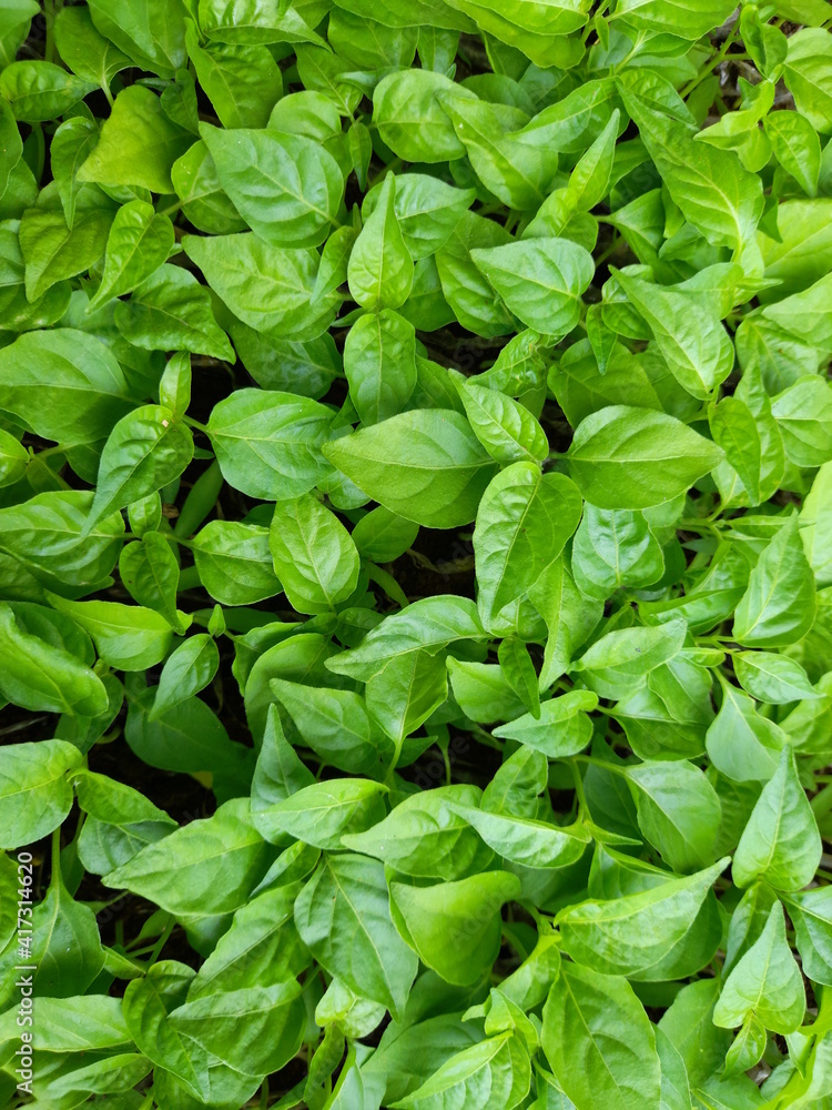 bunch of leaves,plants and flowers background,nature top view bunch of leaves,plants and flowers background,nature top view
