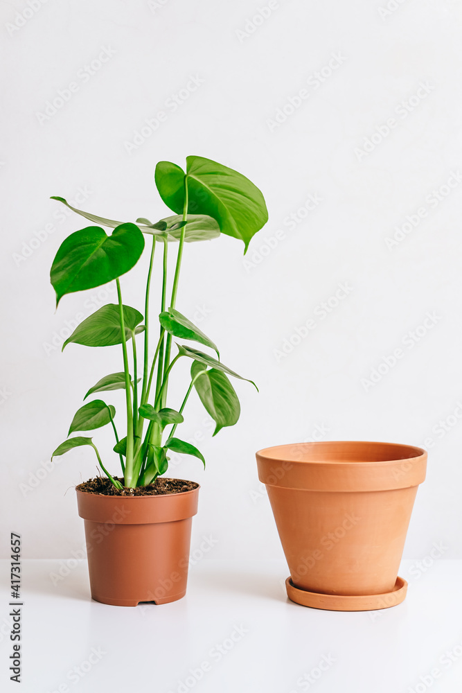 Fototapeta premium Monstera plant with clay pot on white table, home gardening, seasonal plant transplant concept.
