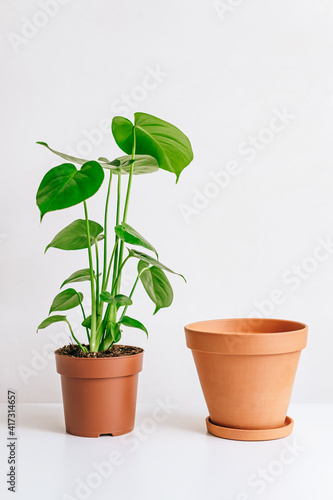 Monstera plant with clay pot on white table, home gardening, seasonal plant transplant concept. © nikkimeel