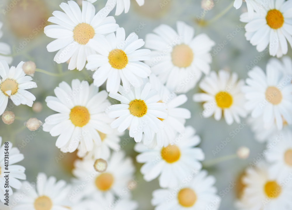 Flora of Gran Canaria - Argyranthemum, marguerite daisy endemic to the Canary Islands
Flora of Gran Canaria - Argyranthemum, marguerite daisy endemic to the Canary Islands