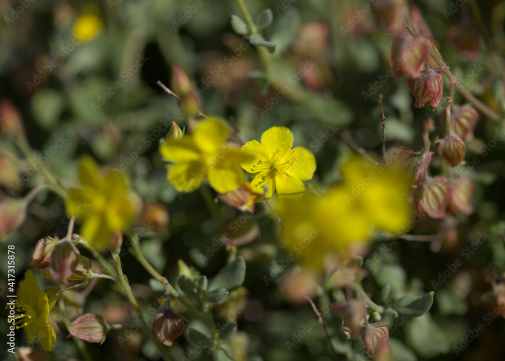 Flora of Gran Canaria - Helianthemum canariense, Canarian sunrose, native to Canary Islands, natural macro floral background
Flora of Gran Canaria - Helianthemum canariense, Canarian sunrose, native to Canary Islands, natural macro floral background