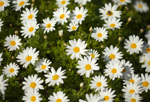 Flora of Gran Canaria -  Argyranthemum  marguerite daisy endemic to the Canary Islands