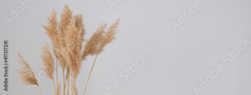 woman hand holds the pampas grass. Reed Plume Stem, Dried Pampas Grass, Decorative Feather Flower Arrangement for Home, New Trendy Home Decor.