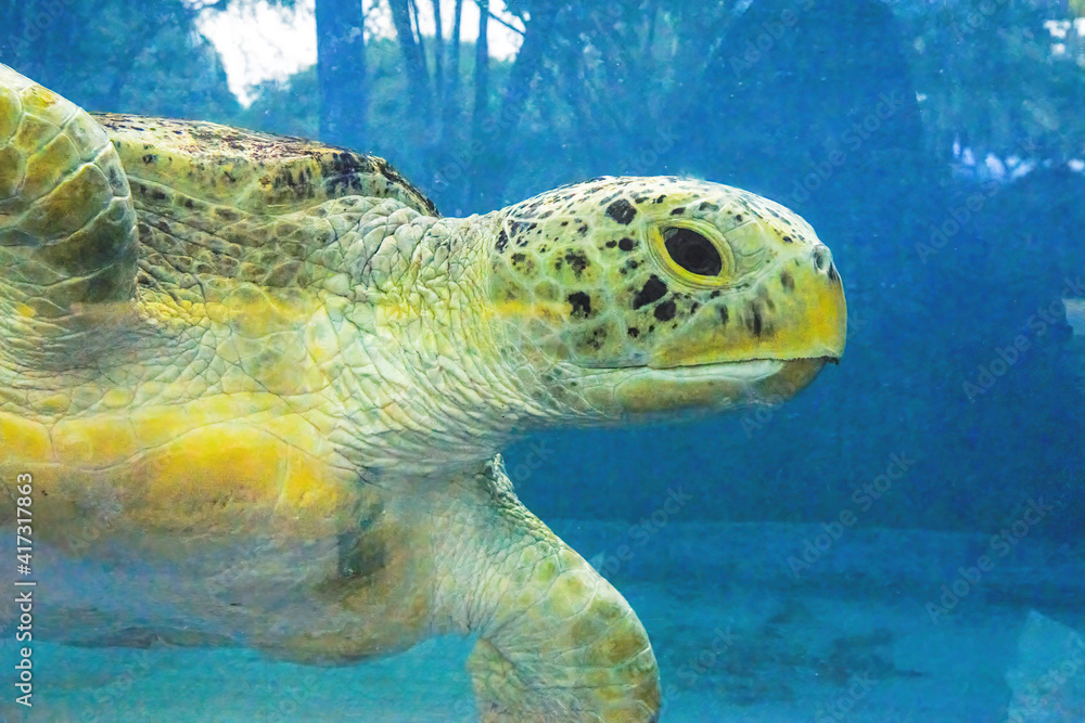 Fototapeta premium Close-up of a giant sea turtle, marine life