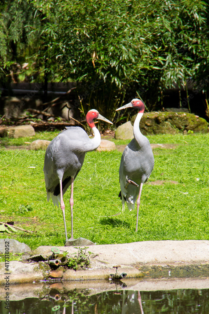Fototapeta premium Vertical shot of a couple of crane birds in a zoo near a pond