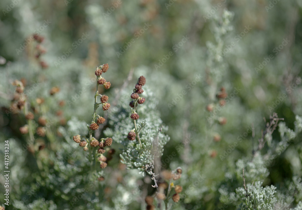 Flora of Gran Canaria - Artemisia reptans, wormwood species listed as protected on Canary Islands, natural macro floral background
