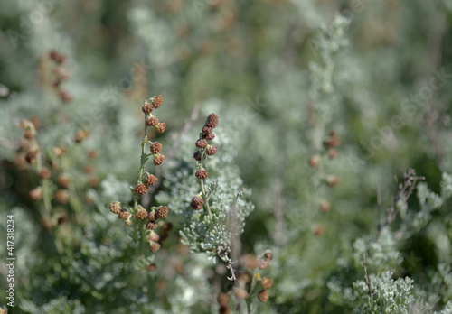 Flora of Gran Canaria - Artemisia reptans, wormwood species listed as protected on Canary Islands, natural macro floral background 