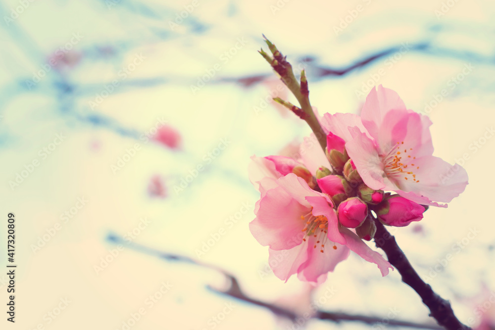 Plakat background of spring cherry blossoms tree. selective focus