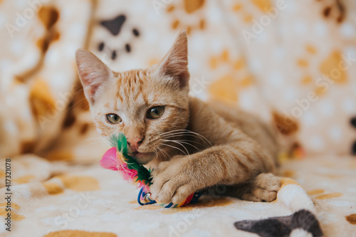 Cute orange kitten playing in the house.  © belyaaa