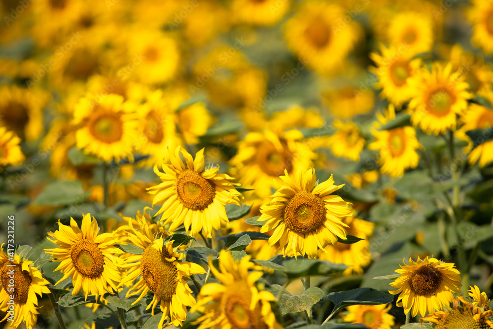 Sunflower on the field closeup. Authentic farm series. Sunflower on the field closeup. Authentic farm series.