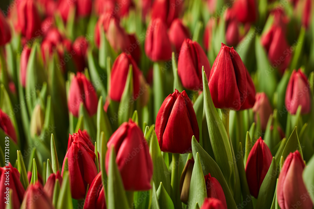 red buds of Dutch tulips and green leaves growing in the garden. background red buds of Dutch tulips and green leaves growing in the garden. background