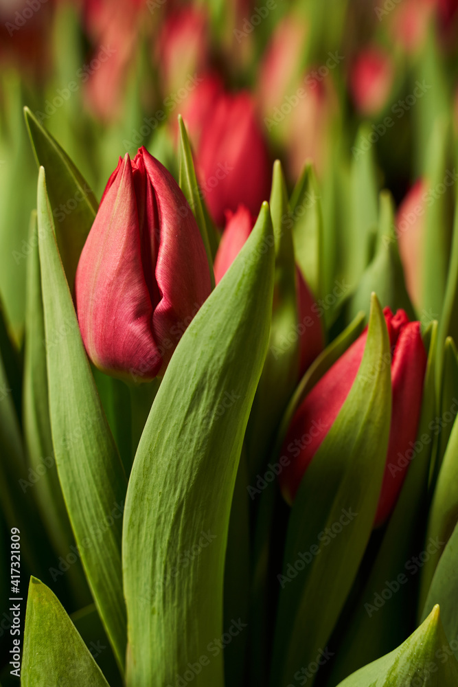 two buds of red tulips in the leaves very close vertical photo two buds of red tulips in the leaves very close vertical photo