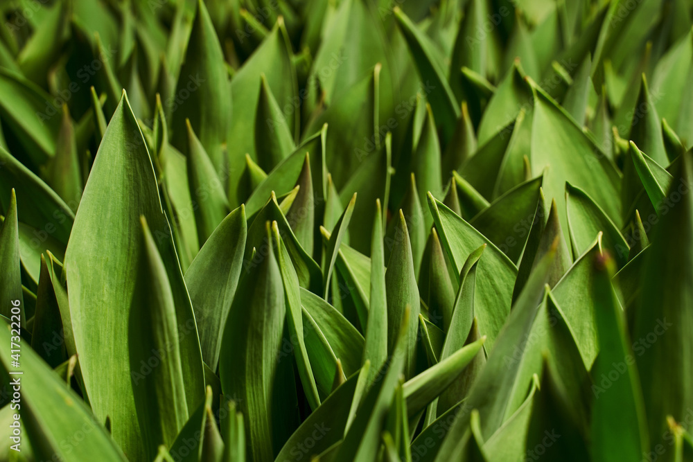 green herbal leaves background. beautiful tulip leaves green herbal leaves background. beautiful tulip leaves