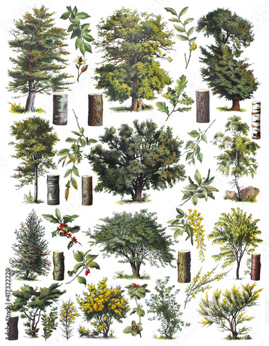Tree collection - vintage illustration from Larousse du xxe siècle