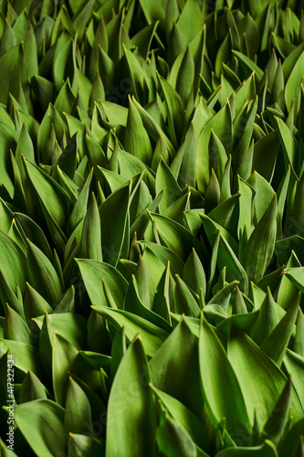 Wallpaper Mural background of tulip leaves with beautiful deep shadows and sharp tips of the leaves Torontodigital.ca