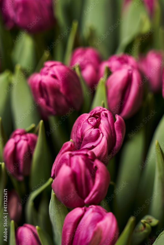 spring vertical background. beautiful round buds of purple tulips grow close to each other in the garden bed. spring vertical background. beautiful round buds of purple tulips grow close to each other in the garden bed.