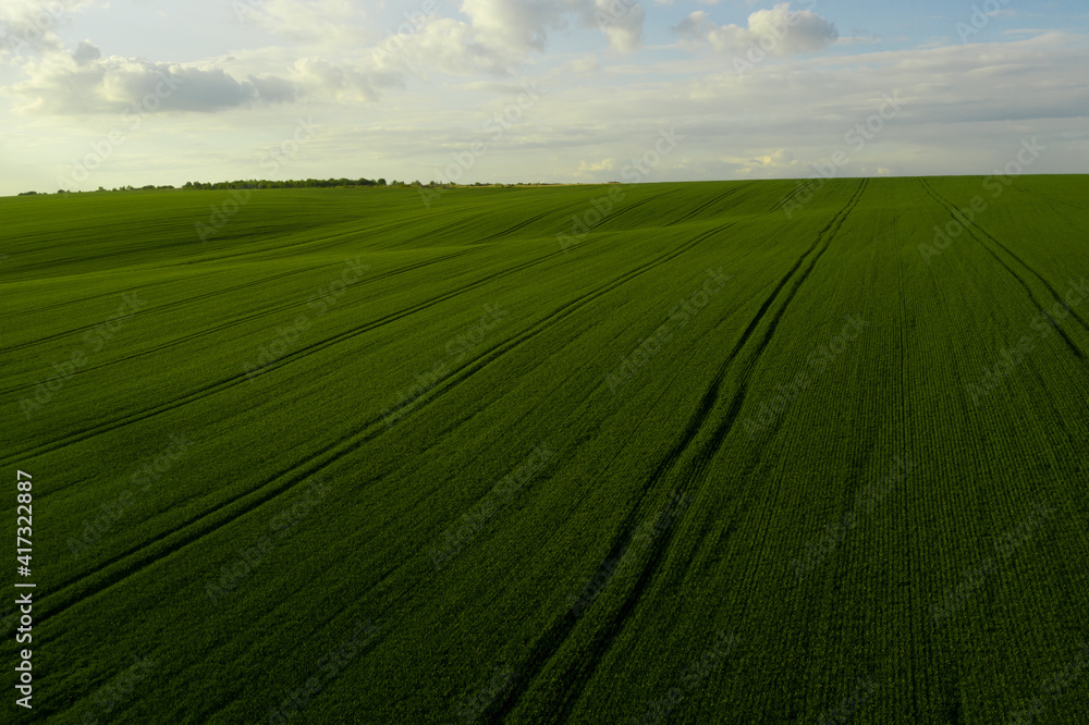 Beautiful horizon. Aerial view of an endless agriculture field in countryside and a blue cloudy sky. Ukrainian landscapes. Green harvest field. Land covered with green grass. Green wheat field. Beautiful horizon. Aerial view of an endless agriculture field in countryside and a blue cloudy sky. Ukrainian landscapes. Green harvest field. Land covered with green grass. Green wheat field.