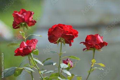 crimson red rose in the garden