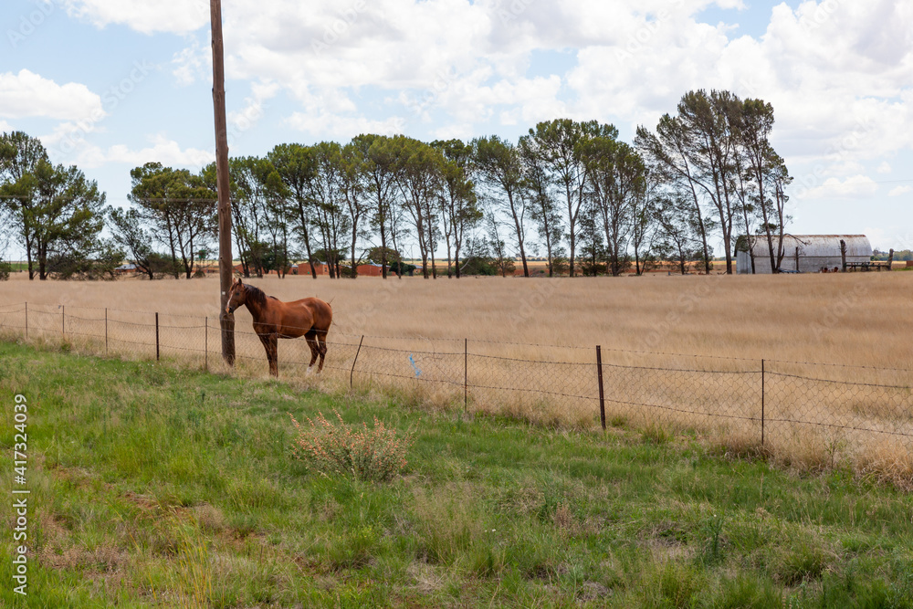Naklejka premium A horse waiting at the fence.