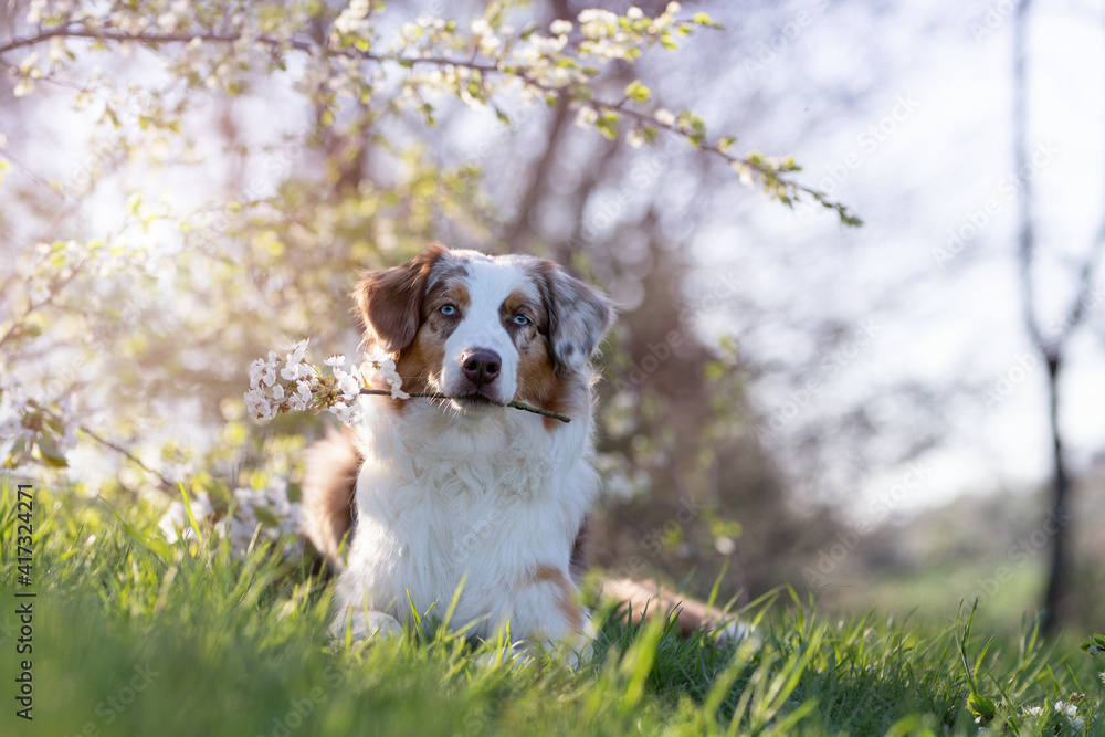 Dog, Australian Shepherd lying under cherry blossoms with flowering branch in mouth looking at camera Dog, Australian Shepherd lying under cherry blossoms with flowering branch in mouth looking at camera