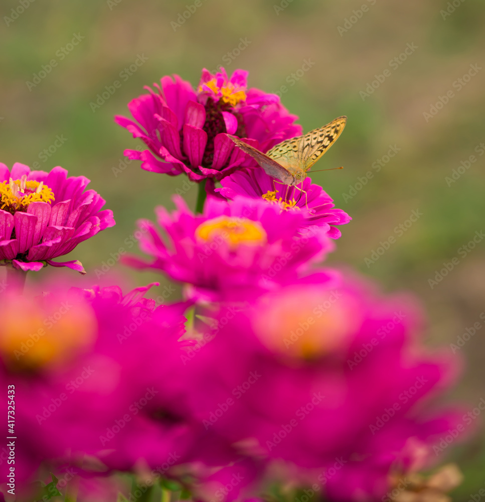 Closed up Butterfly on flower -Blur flower background. Closed up Butterfly on flower -Blur flower background.