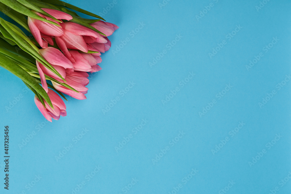 bouquet of delicate pink tulips on a blue background from above