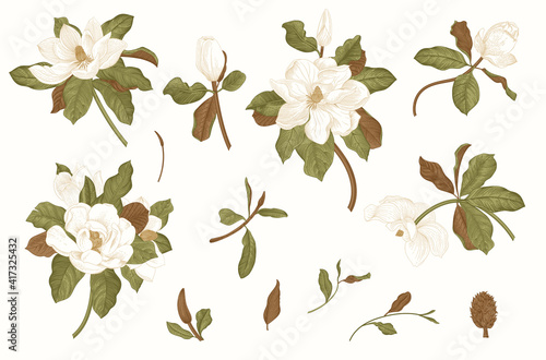 Magnolia grandiflora. Vector vintage botanical illustration. Set