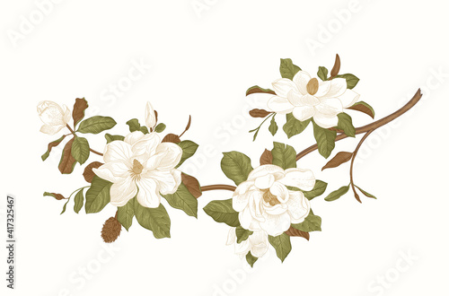 Magnolia grandiflora. Vector vintage botanical illustration
