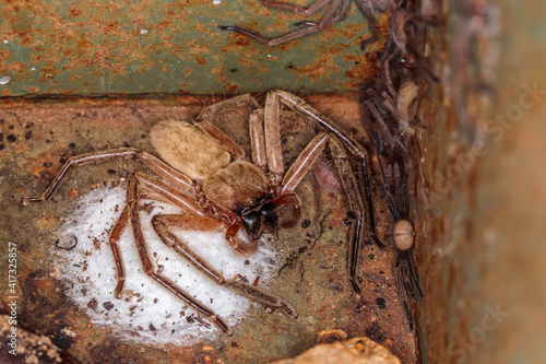 Social Huntsman Spider, Cotter Reserve, ACT, February 2021 photo