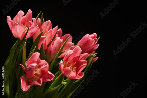 large buds of beautiful open pink tulips on a black background