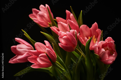 beautiful bouquet of pink open tulips on a black background