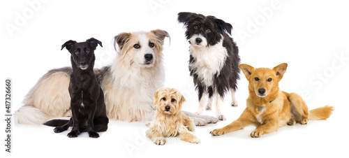 Group of cross breed dogs isolated on white background © DoraZett