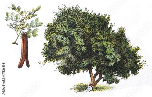 Carob (Ceratonia siliqua) - vintage illustration from Larousse du xxe siècle