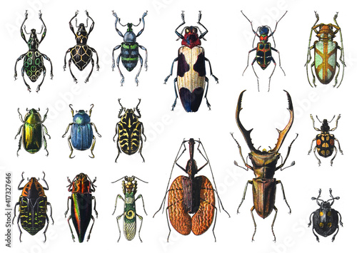 Bug and beetle collection - vintage illustration from Larousse du xxe siècle