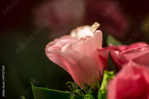 Fototapeta Naklejka Na Ścianę i Meble -  Macro (close-up) romantic flower.