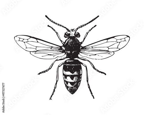 Wasp - vintage engraved vector illustration from Larousse du xxe siècle