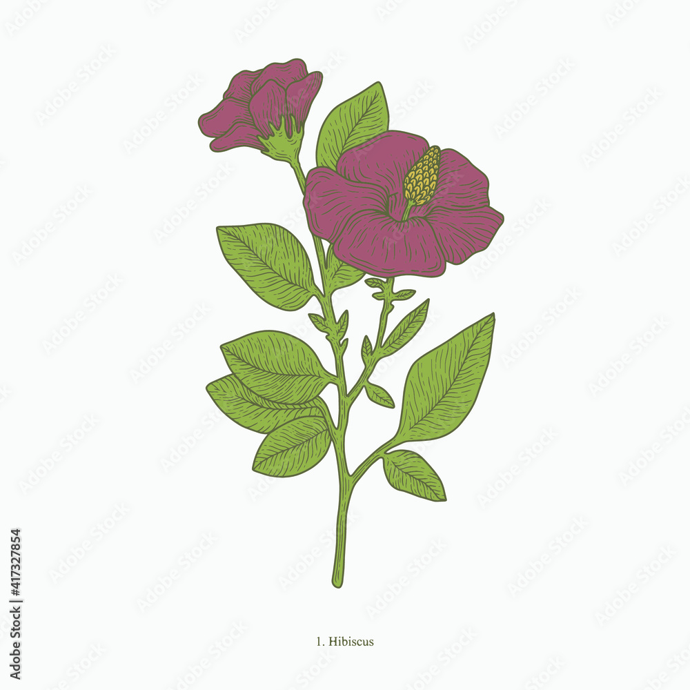 hibiscus flower hand drawn vintage botanical vector illustration. Isolated scientific plant illustration isolated on white background. Graphic design resources