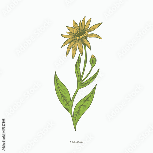 Yellow gardenia hand drawn vintage botanical vector illustration. Isolated scientific plant illustration isolated on white background. Graphic design resources photo