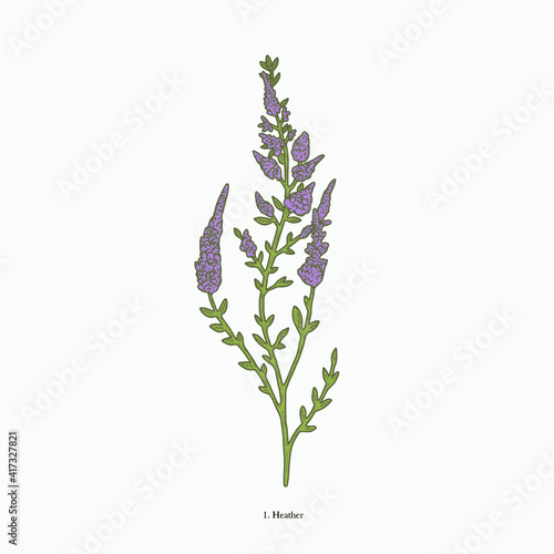 heather hand drawn vintage botanical vector illustration. Isolated scientific plant illustration isolated on white background. Graphic design resources