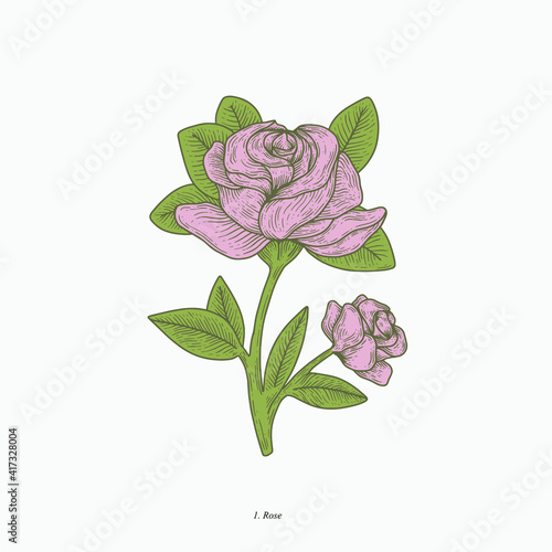 rose blossom hand drawn vintage botanical vector illustration. Isolated scientific plant illustration isolated on white background. Graphic design resources