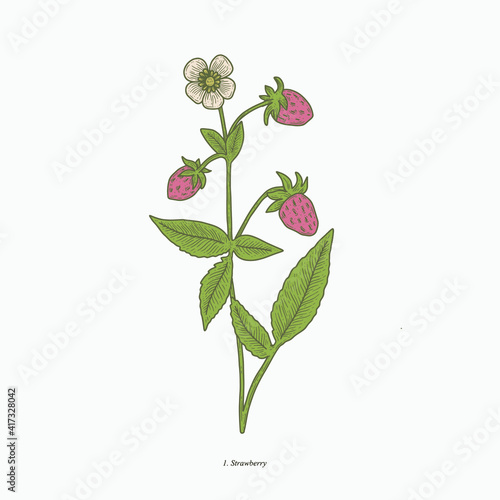 strawberry plant hand drawn vintage botanical vector illustration. Isolated scientific plant illustration isolated on white background. Graphic design resources