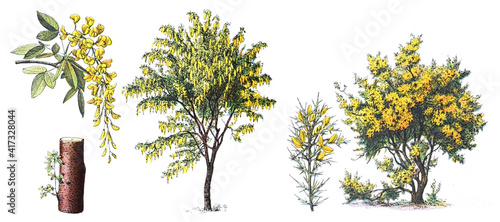 Εκτύπωση καμβά Golden chain or Golden rain - Laburnum (left) and Gorse - Ulex (right) - vintage