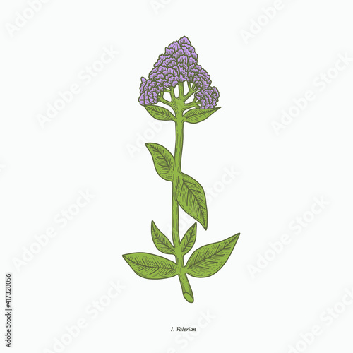 valerian flower hand drawn vintage botanical vector illustration. Isolated scientific plant illustration isolated on white background. Graphic design resources