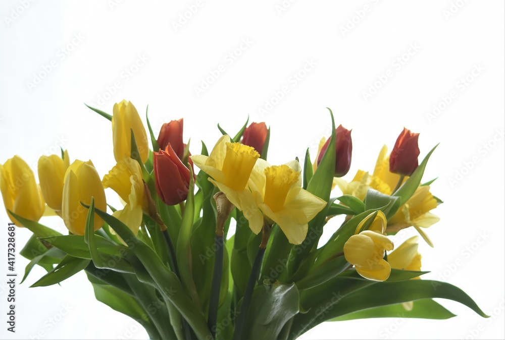 bouquet of flowers, tulips and daffodils on a white background bouquet of flowers, tulips and daffodils on a white background