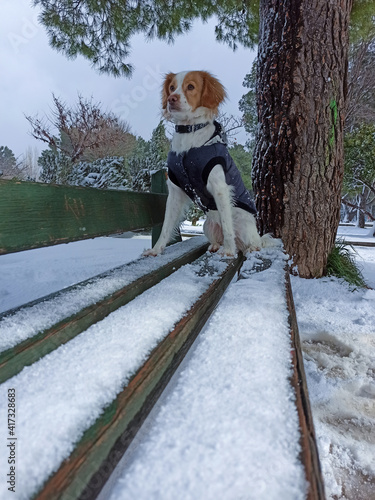 Kokoni dog at the snowy Athens during the bad weather of Medea in the area of Galatsi  photo