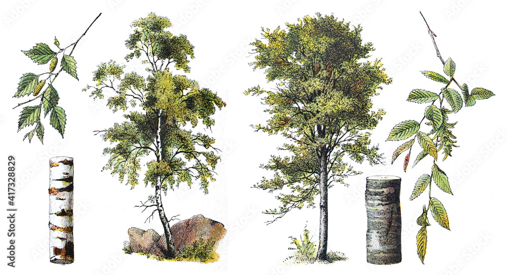 Birch (left) and Common hornbeam - Carpinus betulus (right) - vintage illustration from Larousse du xxe siècle - obrazy, fototapety, plakaty 