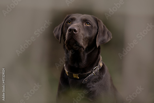 Labrador Retriever braun © motivjaegerin1