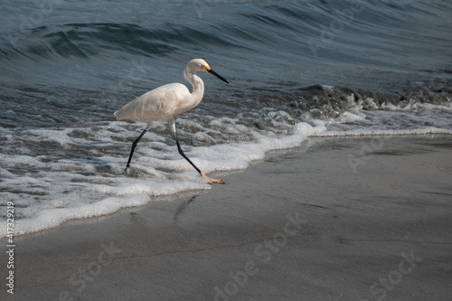 White stork walking at the beach