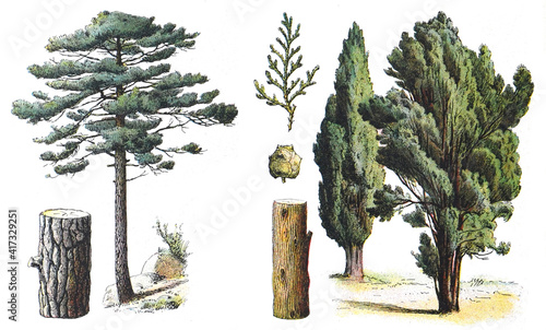 Φωτογραφία Black pine - Pinus nigra (left) and Mediterranean cypress - Cupressus sempervire