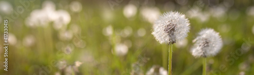 cropped picture for wallpaper. spring flower with a breeze with a blurry background